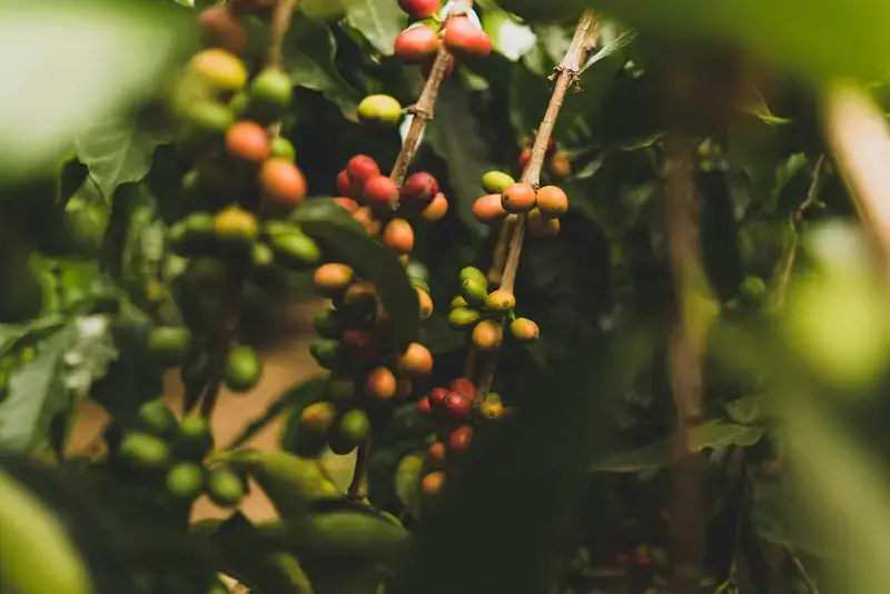 Ripe red coffee cherries on the branch