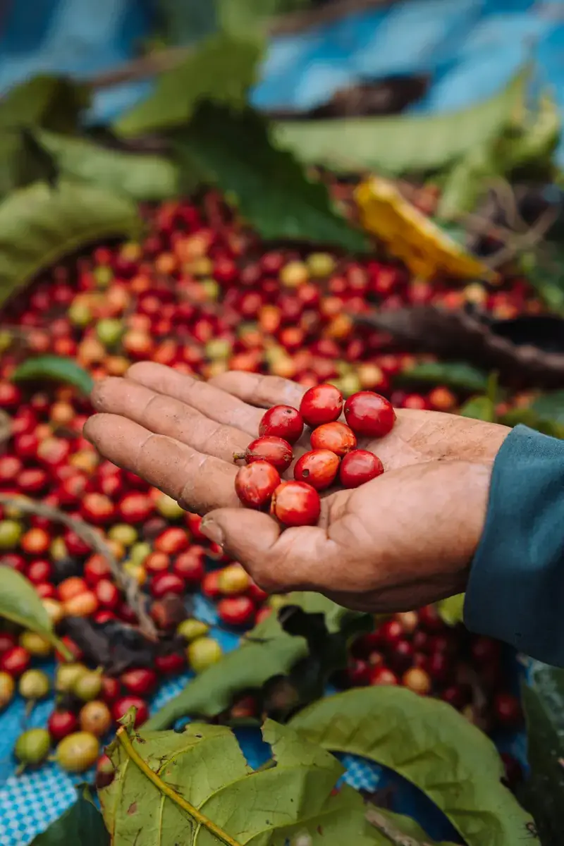 A picker's hand holding freshly harvested coffee cherries
